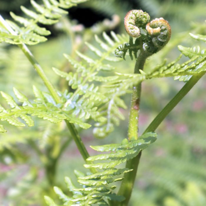 La beauté du végétal