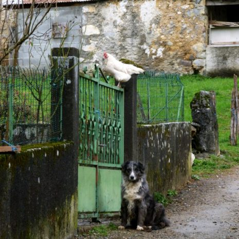 La poule et le berger