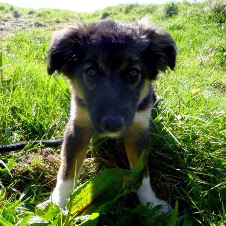 Une petite bouille appelée Nova