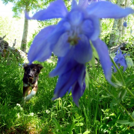 Balagué en fleurs