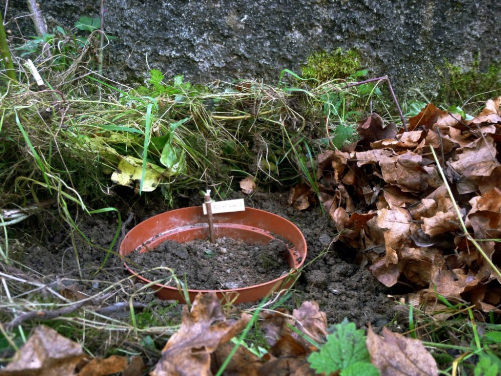 Stratification de noyaux de pêches de vigne