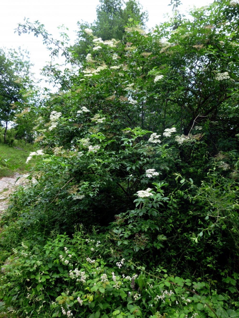 Sureau en fleur.