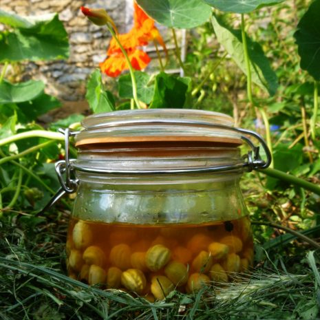 Cuisiner les fruits de la capucine au vinaigre, façon cornichons