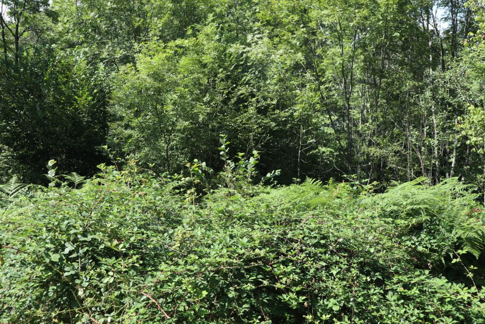 Sous ses airs de jungle impénétrable se cache en réalité une pépinière à jeunes arbres, bien cachés par la masse des fougère aigle et des ronces