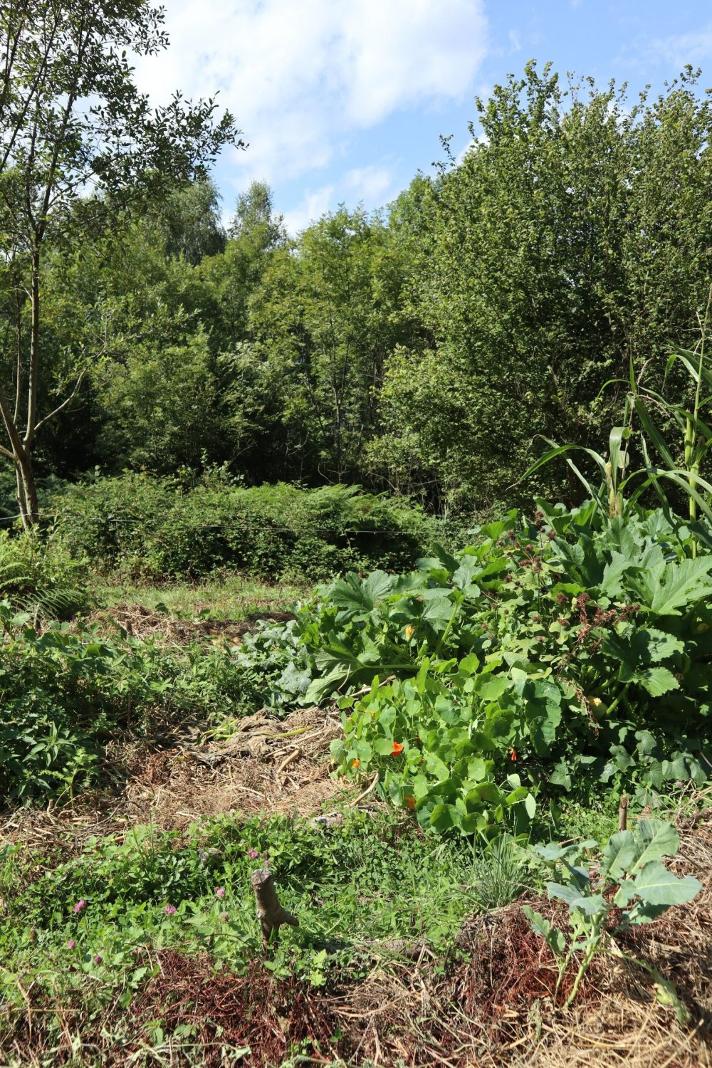 3 zones : au premier plan le potager, puis la friche, puis la forêt