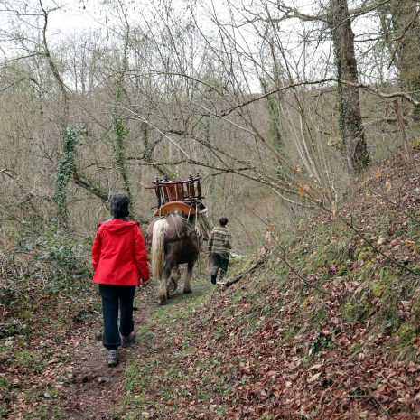 Des équidés dans la forêt ! Quel beau moment :)