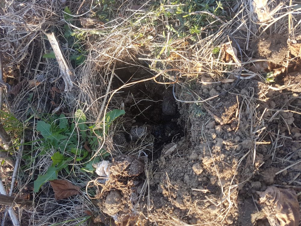 Un bol de blaireau avec une crotte